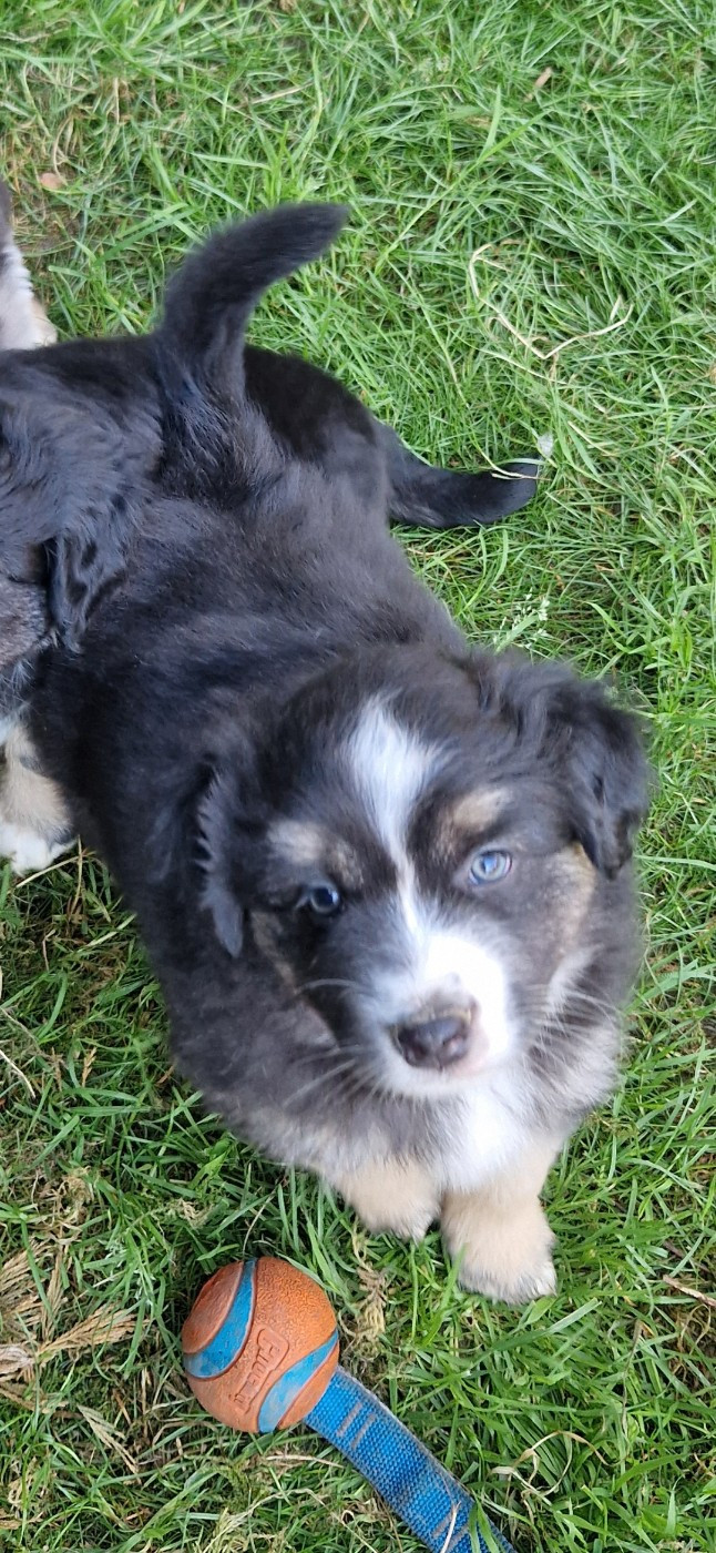 des terres de Maroussia - Chiots disponibles - Berger Américain Miniature 