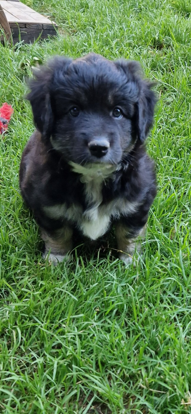 des terres de Maroussia - Chiots disponibles - Berger Américain Miniature 