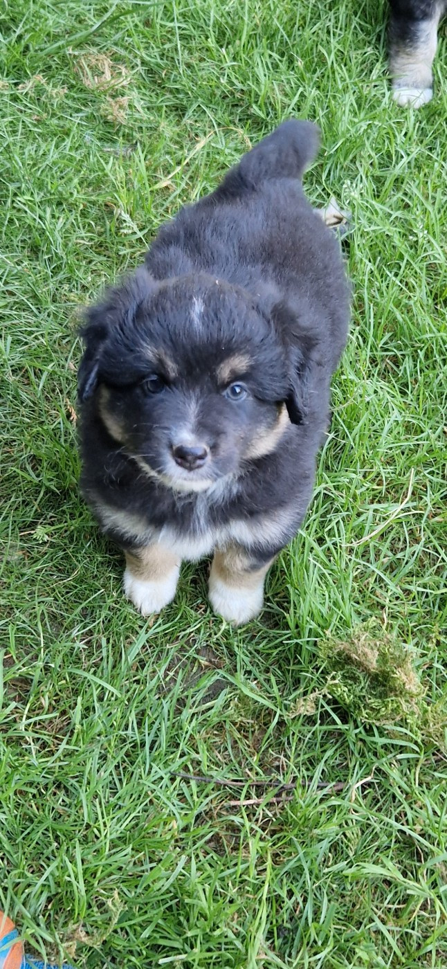 des terres de Maroussia - Chiots disponibles - Berger Américain Miniature 