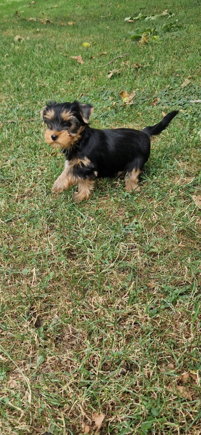 des terres de Maroussia - Chiots disponibles - Yorkshire Terrier