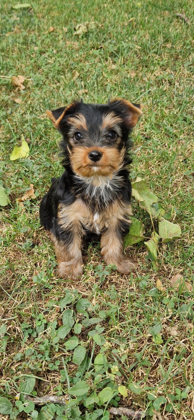 des terres de Maroussia - Chiots disponibles - Yorkshire Terrier