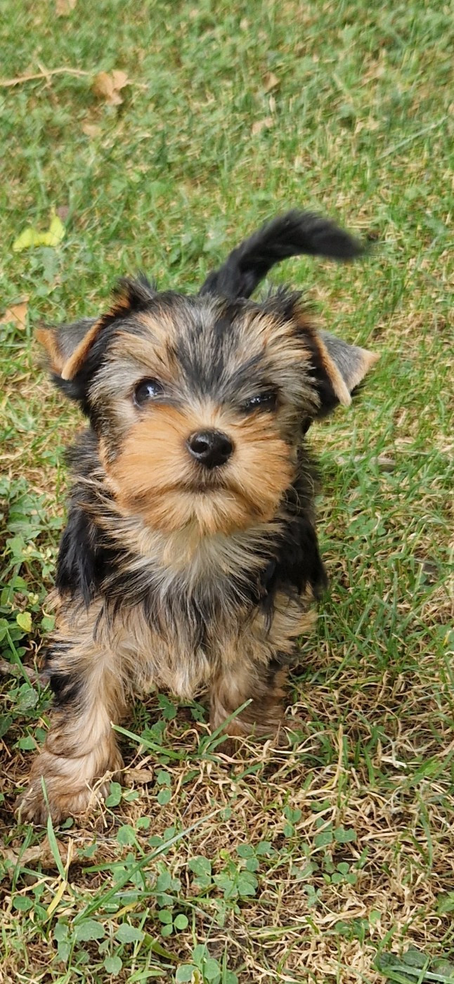 des terres de Maroussia - Chiots disponibles - Yorkshire Terrier