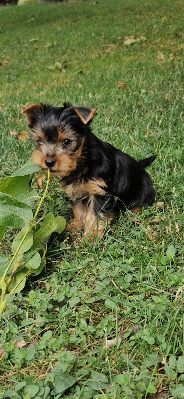 des terres de Maroussia - Chiots disponibles - Yorkshire Terrier