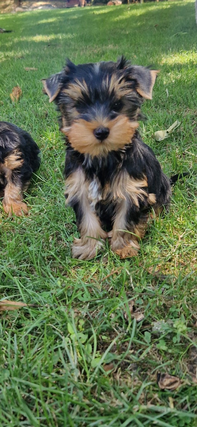 des terres de Maroussia - Chiots disponibles - Yorkshire Terrier