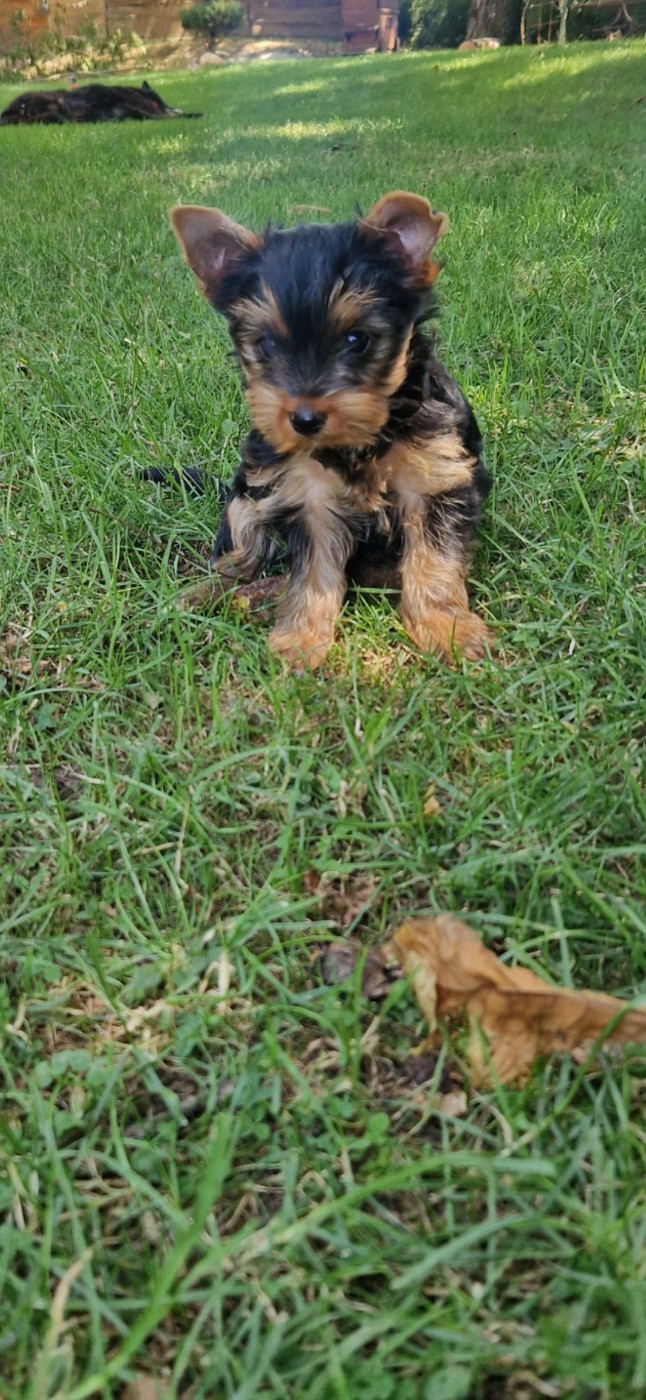 des terres de Maroussia - Chiots disponibles - Yorkshire Terrier