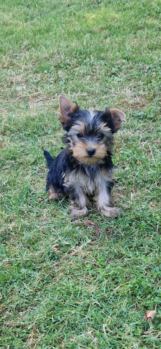 des terres de Maroussia - Chiots disponibles - Yorkshire Terrier