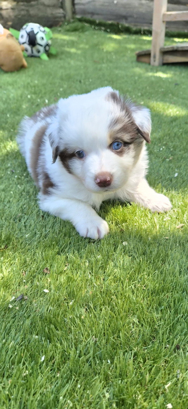 des terres de Maroussia - Chiots disponibles - Berger Américain Miniature 