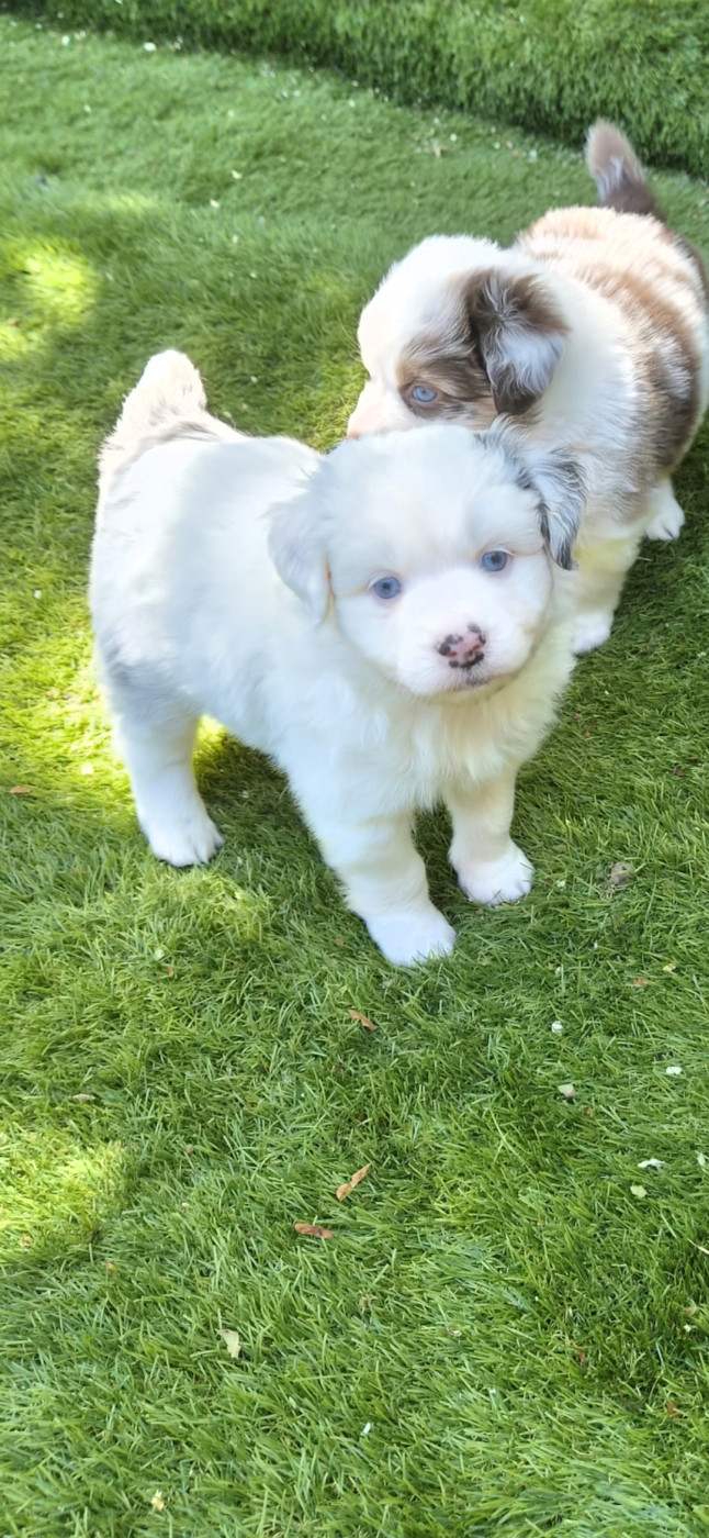 des terres de Maroussia - Chiots disponibles - Berger Américain Miniature 