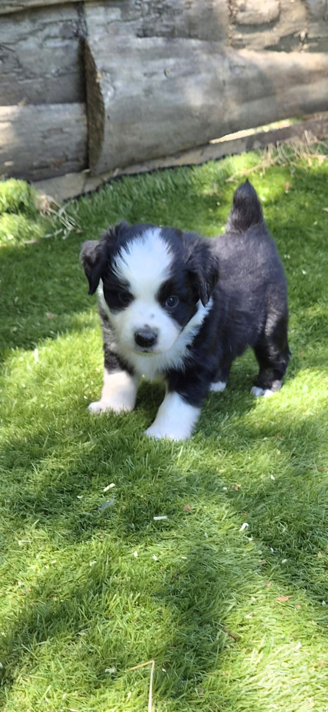 des terres de Maroussia - Chiots disponibles - Berger Américain Miniature 