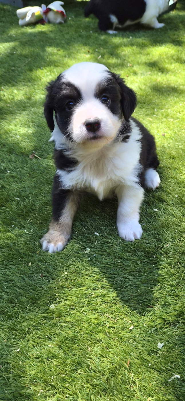 des terres de Maroussia - Chiots disponibles - Berger Américain Miniature 