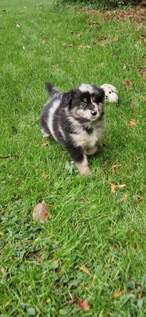 des terres de Maroussia - Chiots disponibles - Berger Américain Miniature 