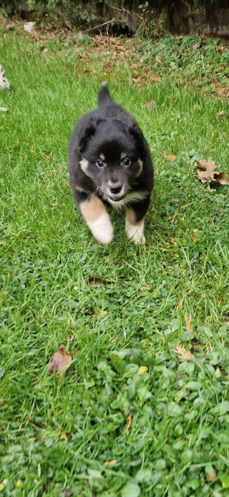 des terres de Maroussia - Chiots disponibles - Berger Américain Miniature 