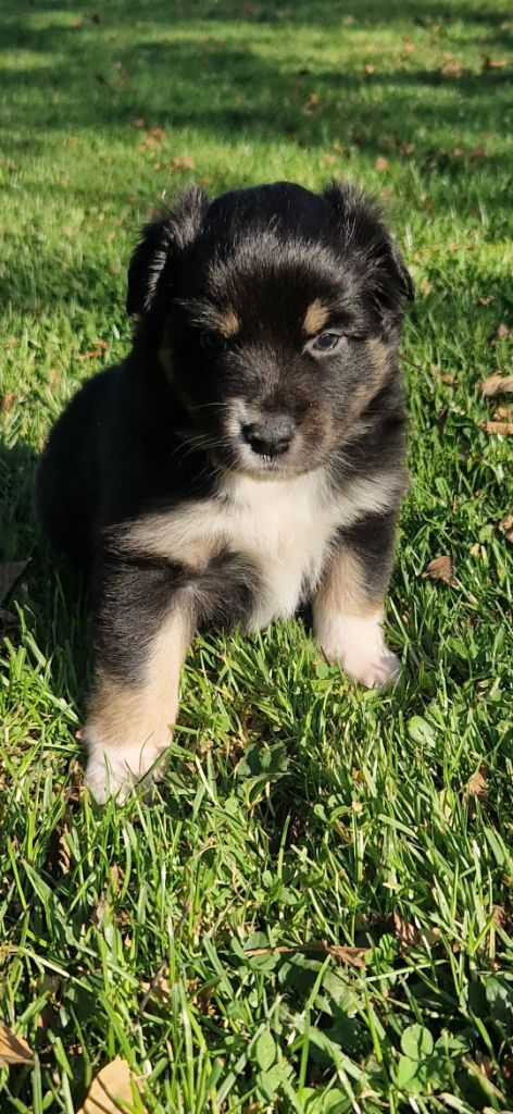 des terres de Maroussia - Chiots disponibles - Berger Américain Miniature 