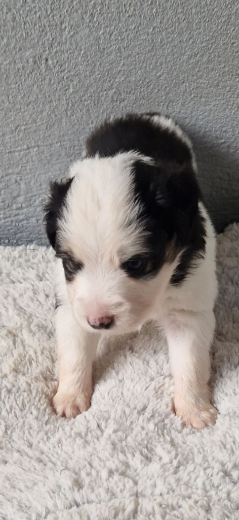 des terres de Maroussia - Chiots disponibles - Berger Américain Miniature 