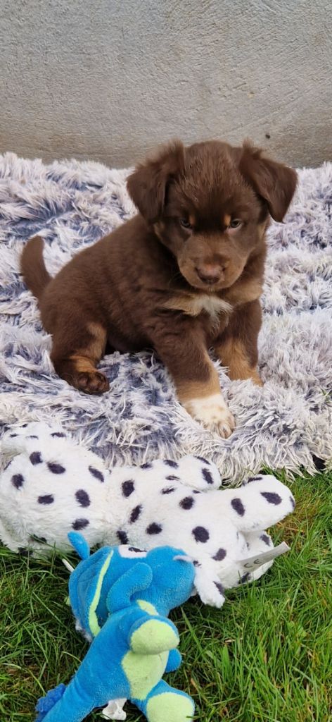 des terres de Maroussia - Chiots disponibles - Berger Américain Miniature 