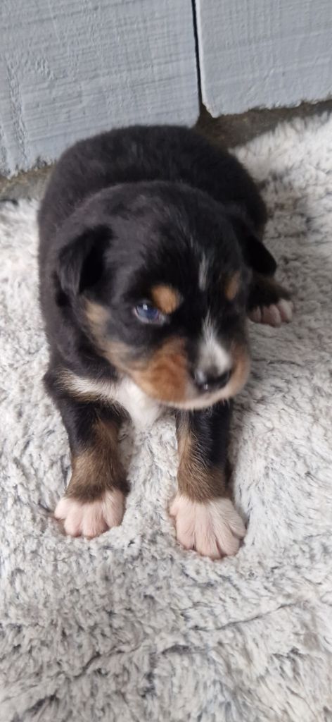 des terres de Maroussia - Chiots disponibles - Berger Américain Miniature 