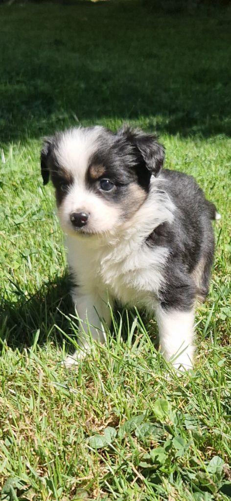 des terres de Maroussia - Chiots disponibles - Berger Américain Miniature 