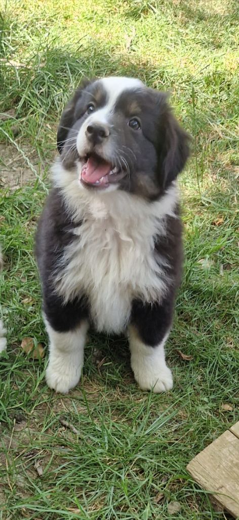 des terres de Maroussia - Chiots disponibles - Berger Américain Miniature 