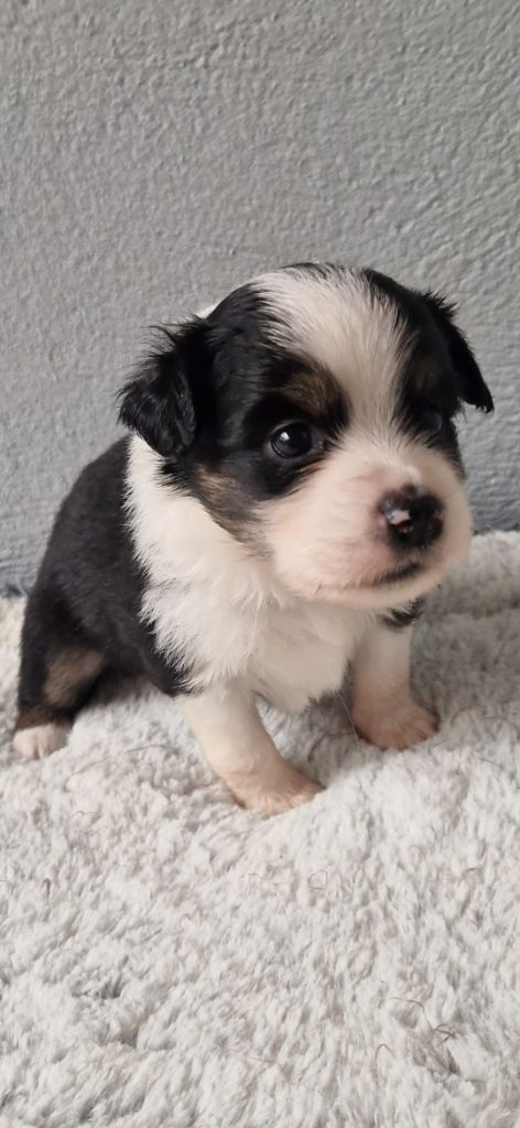 des terres de Maroussia - Chiots disponibles - Berger Américain Miniature 