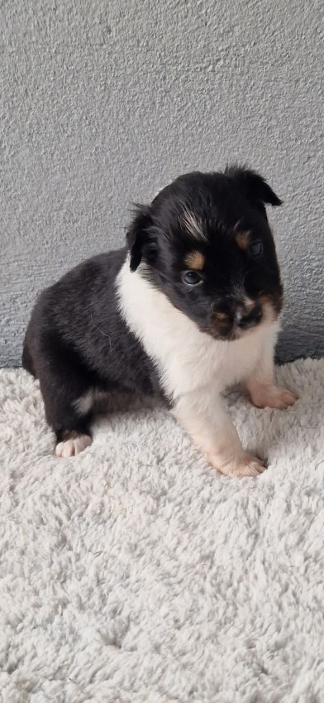 des terres de Maroussia - Chiots disponibles - Berger Américain Miniature 