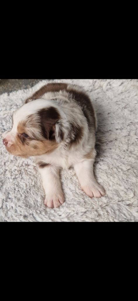 des terres de Maroussia - Chiots disponibles - Berger Américain Miniature 