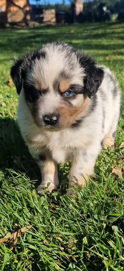 des terres de Maroussia - Chiots disponibles - Berger Américain Miniature 