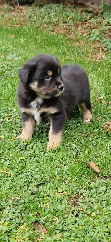 des terres de Maroussia - Chiots disponibles - Berger Américain Miniature 