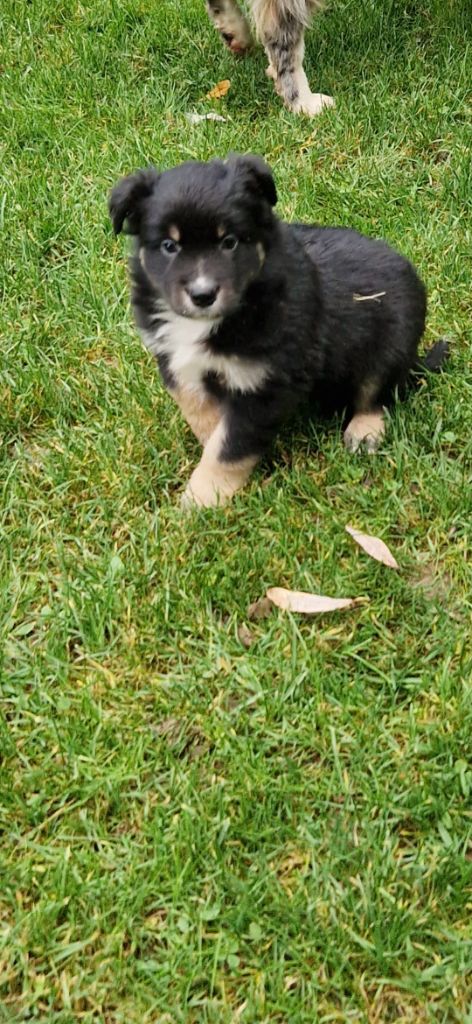 des terres de Maroussia - Chiots disponibles - Berger Américain Miniature 