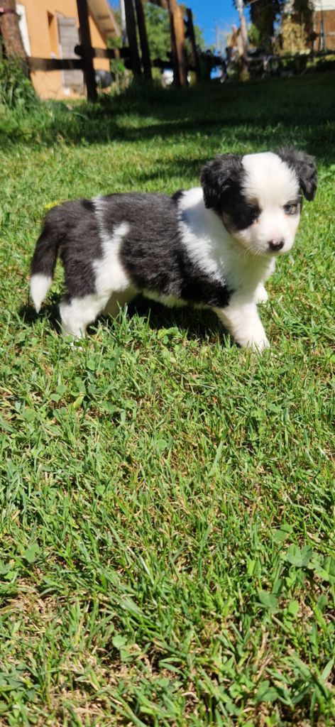 des terres de Maroussia - Chiots disponibles - Berger Américain Miniature 