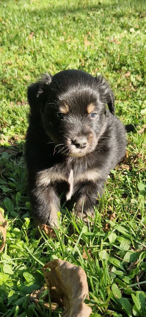 des terres de Maroussia - Chiots disponibles - Berger Américain Miniature 