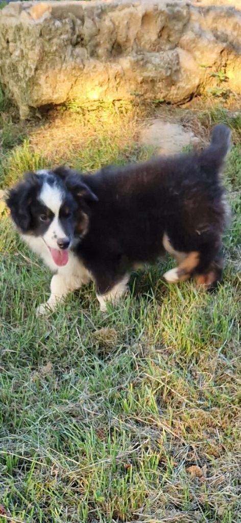 des terres de Maroussia - Chiots disponibles - Berger Américain Miniature 