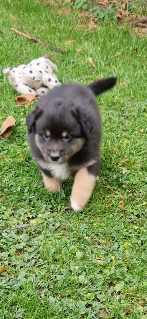 des terres de Maroussia - Chiots disponibles - Berger Américain Miniature 