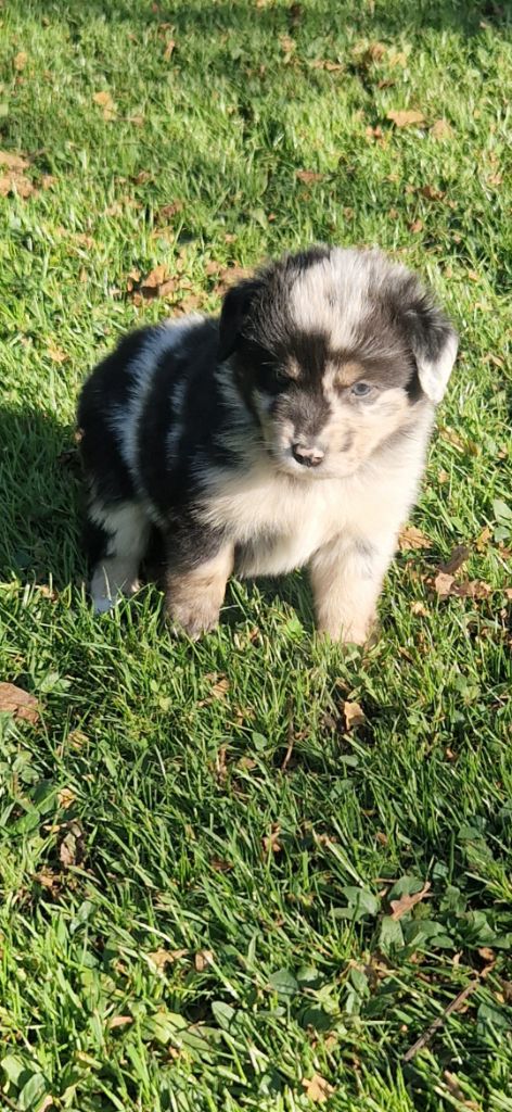 des terres de Maroussia - Chiots disponibles - Berger Américain Miniature 