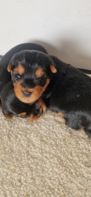 Biscuit