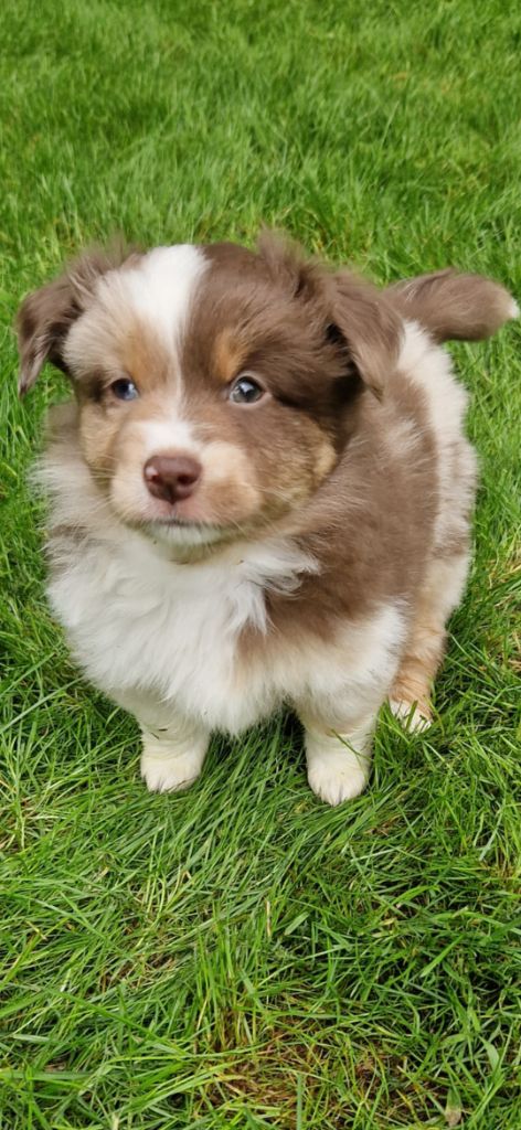 des terres de Maroussia - Chiots disponibles - Berger Américain Miniature 