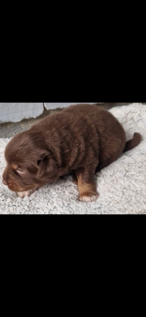 des terres de Maroussia - Chiots disponibles - Berger Américain Miniature 