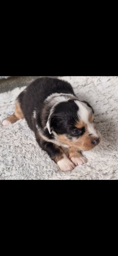 des terres de Maroussia - Chiots disponibles - Berger Américain Miniature 