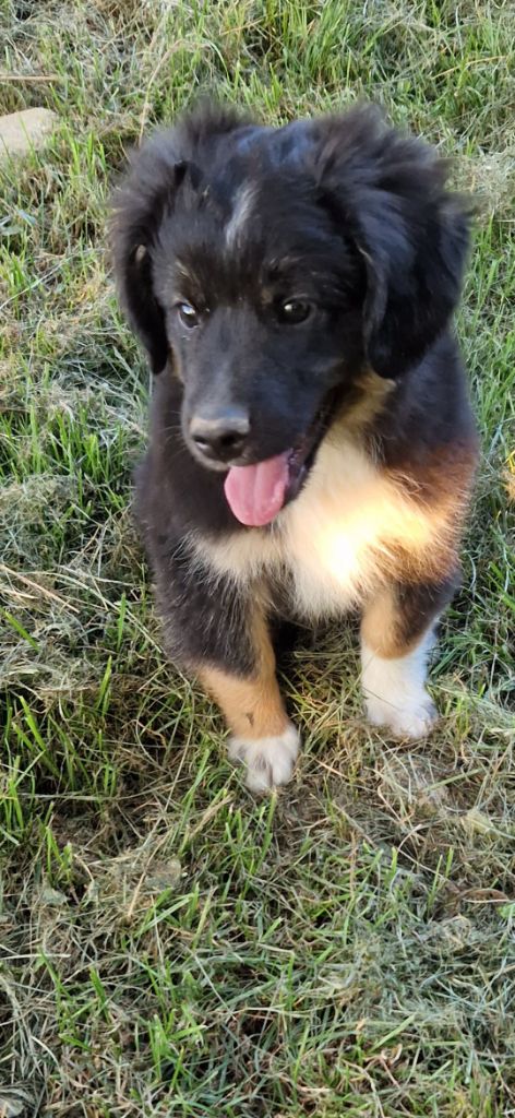 des terres de Maroussia - Chiots disponibles - Berger Américain Miniature 