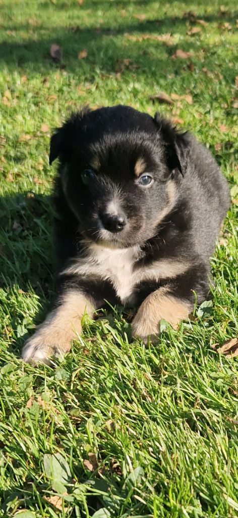 des terres de Maroussia - Chiots disponibles - Berger Américain Miniature 