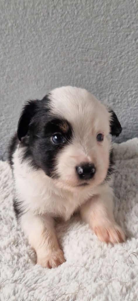 des terres de Maroussia - Chiots disponibles - Berger Américain Miniature 