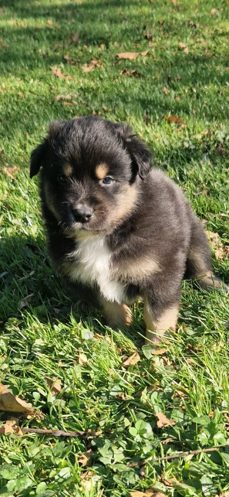 des terres de Maroussia - Chiots disponibles - Berger Américain Miniature 