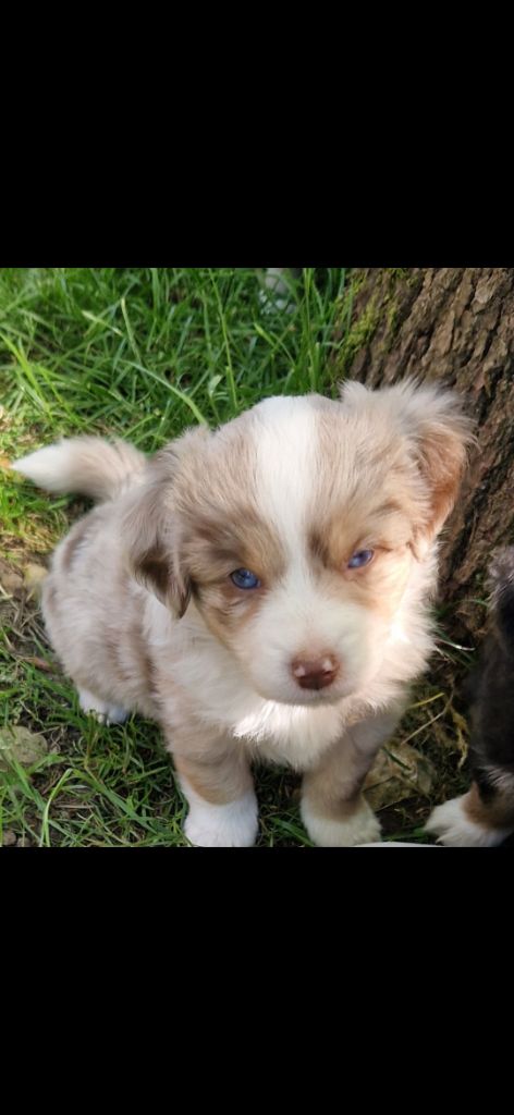des terres de Maroussia - Chiots disponibles - Berger Américain Miniature 