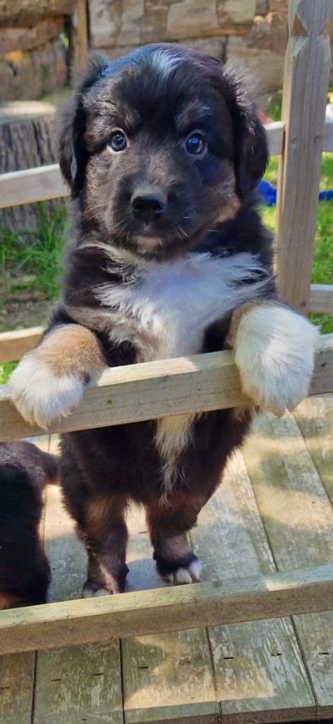 des terres de Maroussia - Chiots disponibles - Berger Américain Miniature 