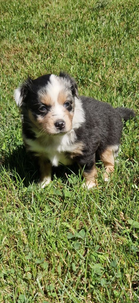 des terres de Maroussia - Chiots disponibles - Berger Américain Miniature 