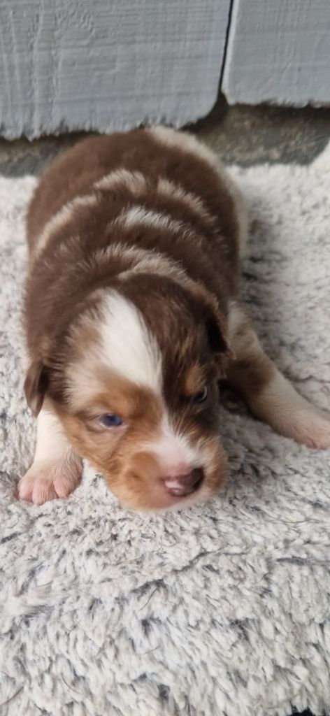 des terres de Maroussia - Chiots disponibles - Berger Américain Miniature 