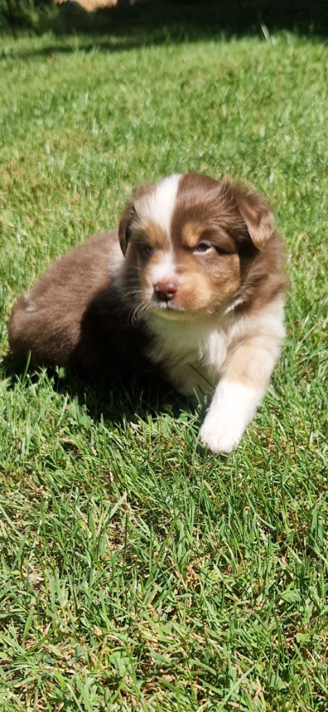 des terres de Maroussia - Chiots disponibles - Berger Américain Miniature 