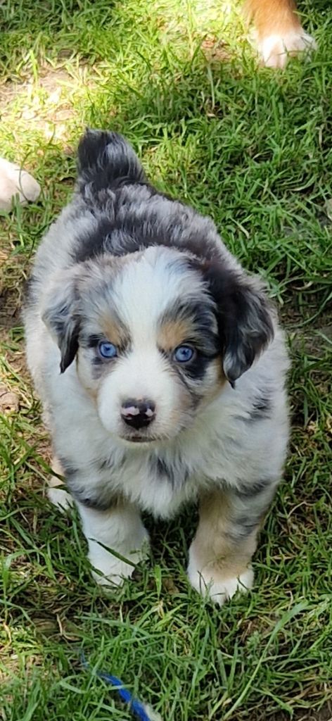 des terres de Maroussia - Chiots disponibles - Berger Américain Miniature 