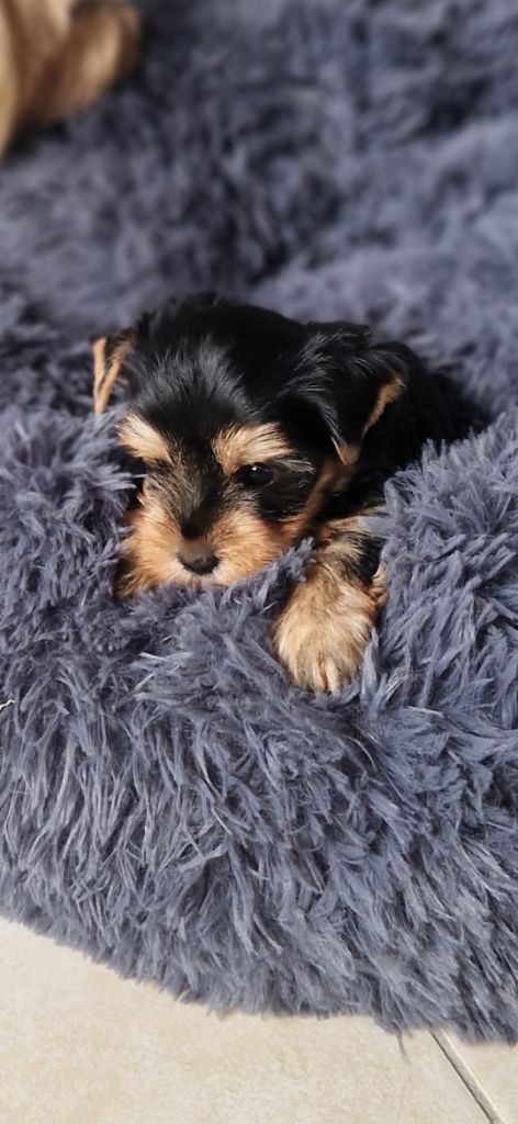 des terres de Maroussia - Chiots disponibles - Yorkshire Terrier