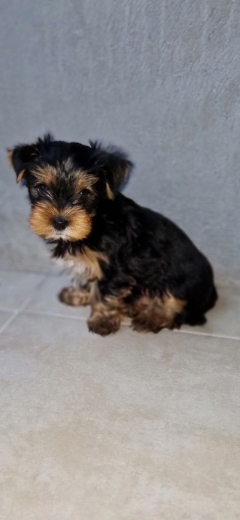 des terres de Maroussia - Yorkshire Terrier - Portée née le 08/09/2025