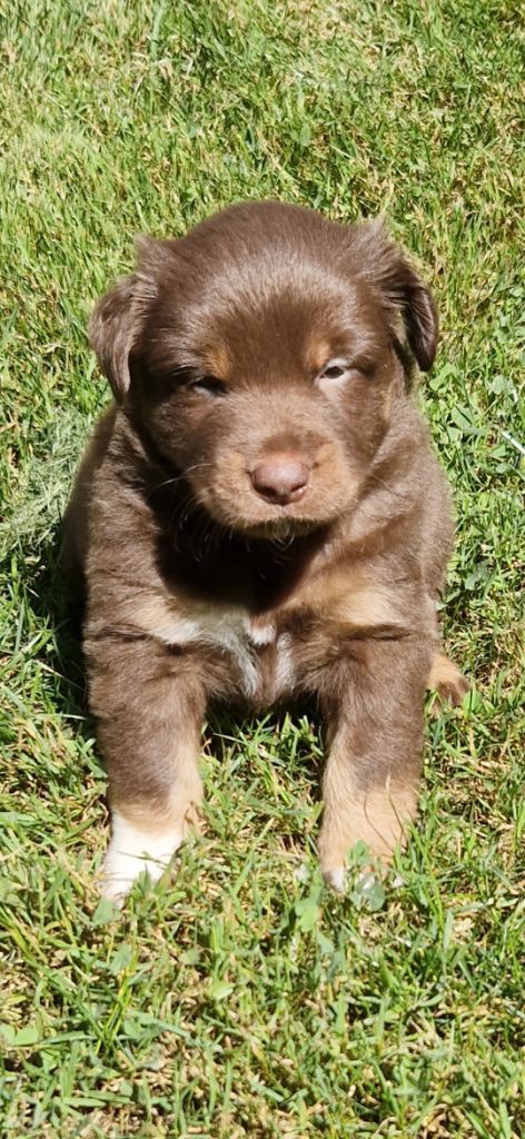 des terres de Maroussia - Chiots disponibles - Berger Américain Miniature 